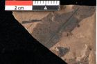 Foto (Detailansicht) von Xylomites daphnes Ettingshausen (NHMW-GEO-2024-0188-0060b)